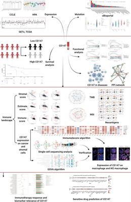 Large-Scale Single-Cell and Bulk Sequencing Analyses Reveal the Prognostic Value and Immune Aspects of CD147 in Pan-Cancer